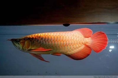 怎么調(diào)整龍魚(yú)的食欲：如何提高龍魚(yú)的食欲