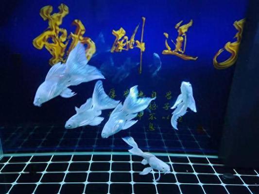 榆林市榆陽(yáng)區(qū)思智水族館（榆林市榆陽(yáng)區(qū)思智水族館電話）