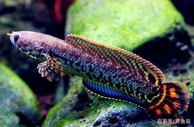 龍魚剛出生多大：剛出生的龍魚體長在10厘米左右，體長在10厘米左右