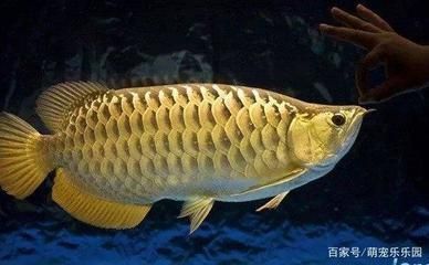龍魚剛出生多大：剛出生的龍魚體長在10厘米左右，體長在10厘米左右
