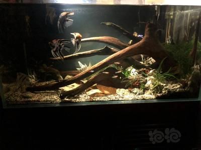龍魚缸放橄欖葉：橄欖葉在魚缸里放橄欖葉在魚缸里放橄欖葉的作用