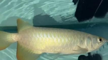 祥龍魚場官方微信公眾號是多少號（祥龍魚場資料大全-祥龍魚場資料大全）
