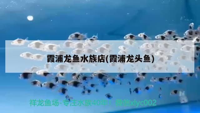 水族店紅魔王銀版魚供應(yīng)：永昌水族店紅魔王銀版魚在水族店的供應(yīng)情況以及養(yǎng)殖基本建議