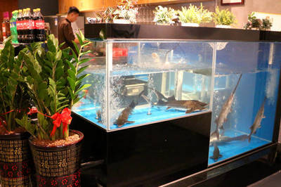 萊州市萬通花卉市場沁悅水族館（萊州花卉市場在什么）