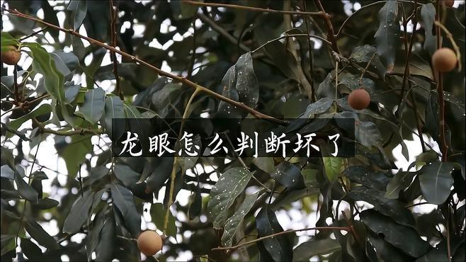 如何判斷龍眼是否霉變？