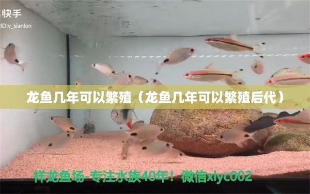 龍魚多大開始繁殖