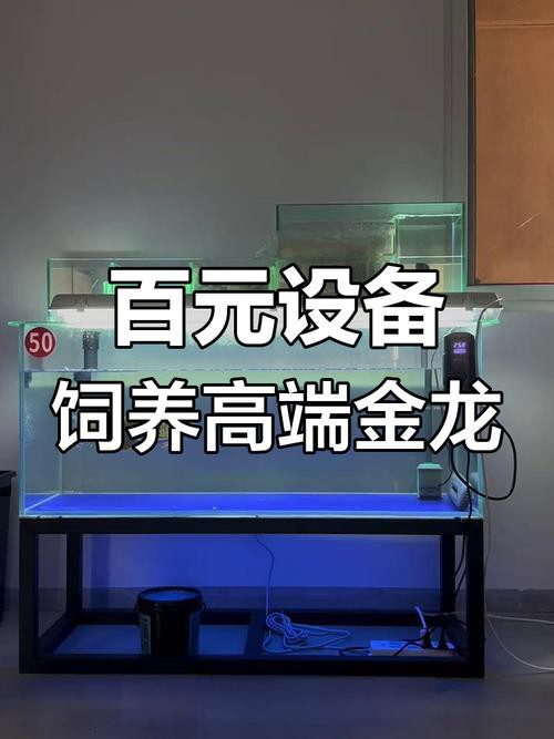 養(yǎng)金龍魚一個(gè)月費(fèi)用大概多少