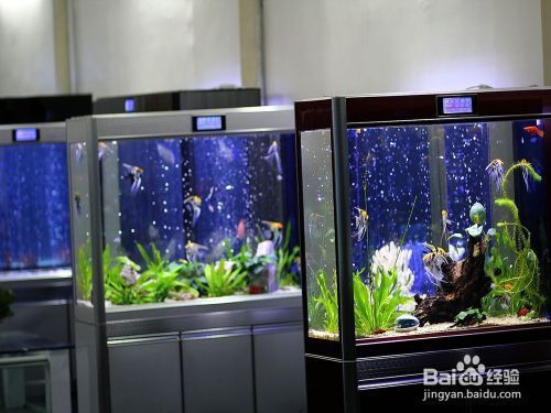 一米魚缸怎么布景好看，一米魚缸布景設計應注重色彩搭配、植物選擇和裝飾物選擇和裝飾物