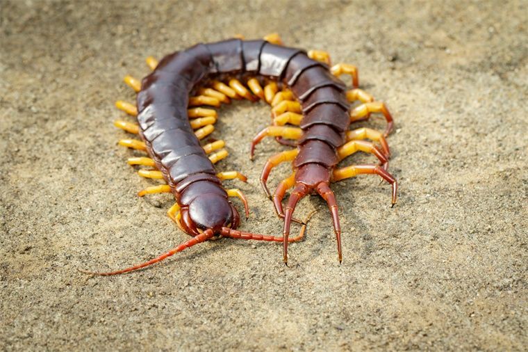 蜈蚣可以直接喂龍魚么：龍魚可以喂食蜈蚣么