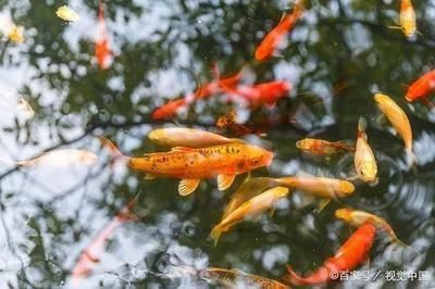 龍魚吃草金魚容易得病嗎視頻：龍魚吃草金魚會得病嗎 龍魚吃草金魚容易得病嗎視頻：龍魚吃草金魚會得病嗎 龍魚百科 第5張