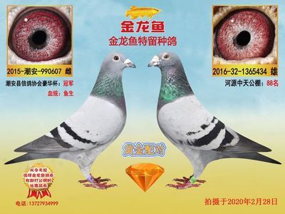 金龍魚鴿業，金龍魚鴿業專注于鴿子養殖的企業