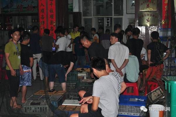 金龍魚鴿業，金龍魚鴿業專注于鴿子養殖的企業