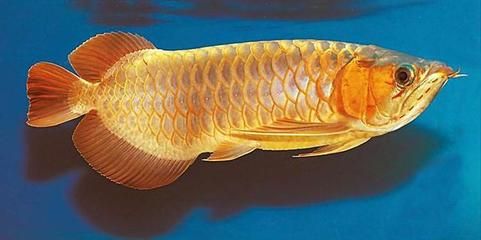 給龍魚起什么名字好聽女生霸氣（如何給龍魚起一個霸氣的名字）
