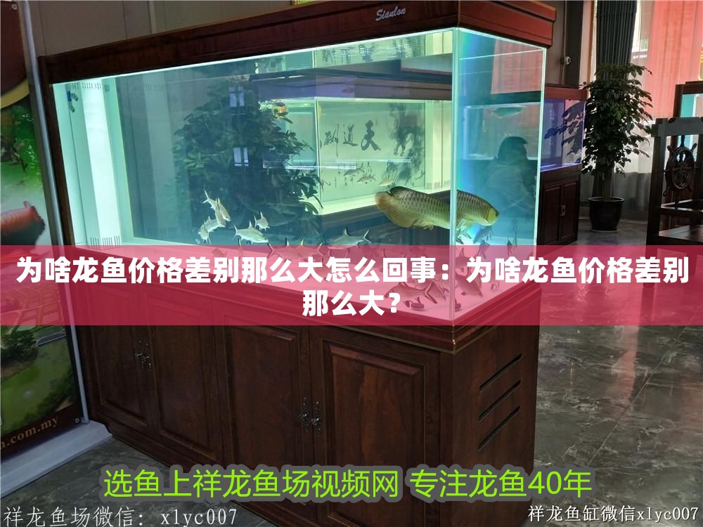 為啥龍魚價格差別那么大怎么回事：為啥龍魚價格差別那么大？ 為啥龍魚價格差別那么大怎么回事：為啥龍魚價格差別那么大？ 龍魚百科 第1張