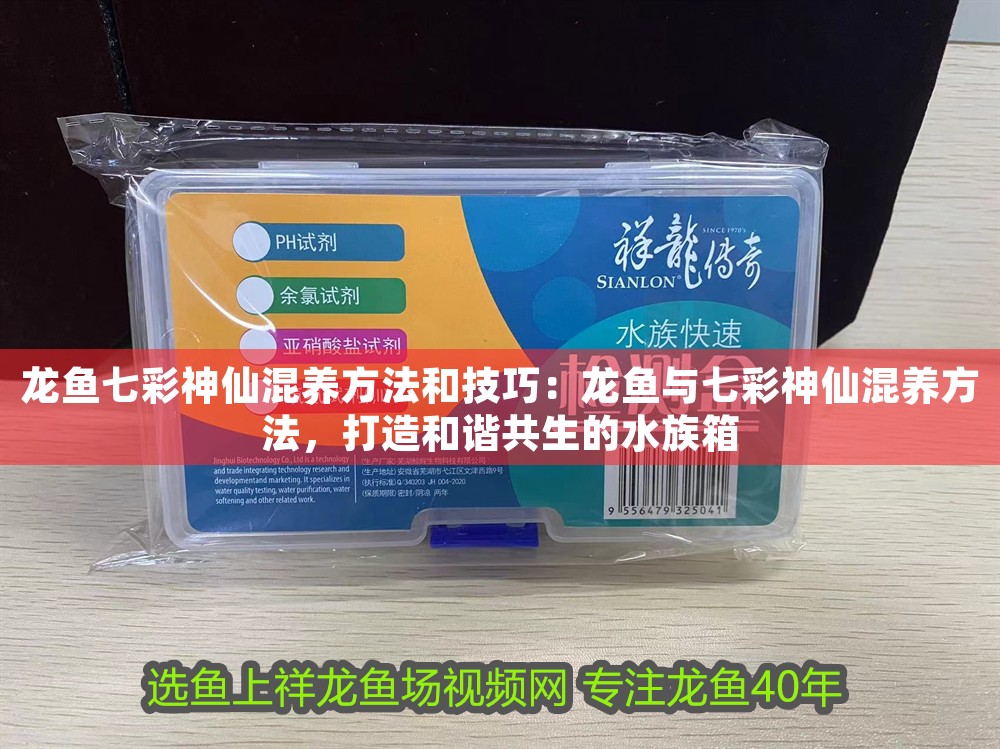 龍魚七彩神仙混養方法和技巧：龍魚與七彩神仙混養方法，打造和諧共生的水族箱