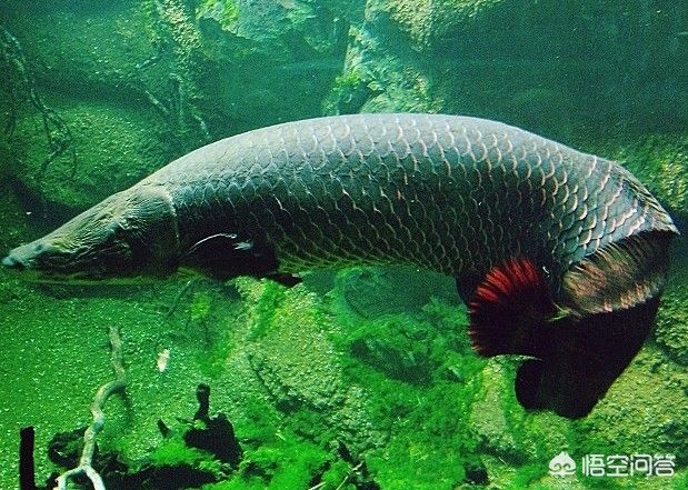 七彩海象魚能和金龍魚銀龍魚混養嗎（七彩海象魚與金龍魚適合混養嗎？）