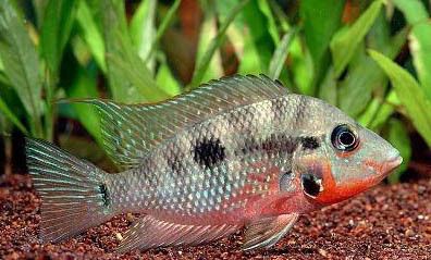 七彩海象魚能和金龍魚銀龍魚混養嗎（七彩海象魚與金龍魚適合混養嗎？）