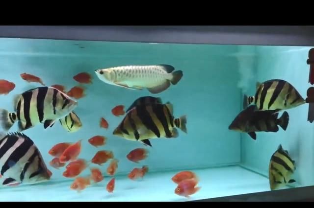 龍魚虎魚混養(yǎng)的大小比例（龍魚和虎魚混養(yǎng)的大小比例）