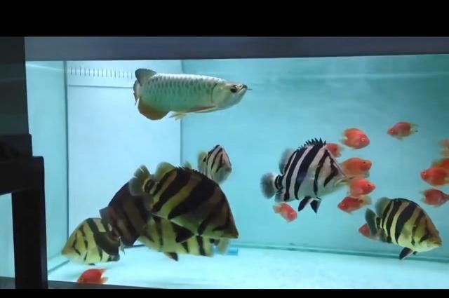 龍魚虎魚混養(yǎng)的大小比例（龍魚和虎魚混養(yǎng)的大小比例）