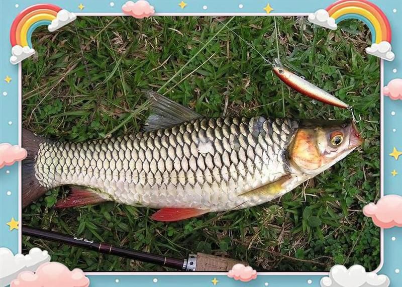 馬來西亞十大名魚名字 馬來西亞十大名魚名字 龍魚百科 第3張