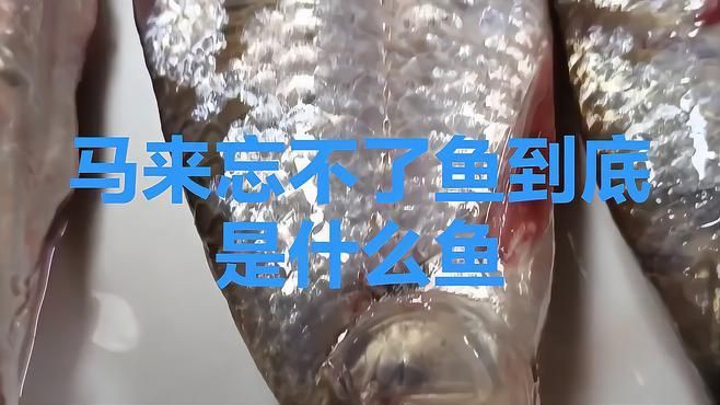 馬來西亞十大名魚名字 馬來西亞十大名魚名字 龍魚百科 第2張