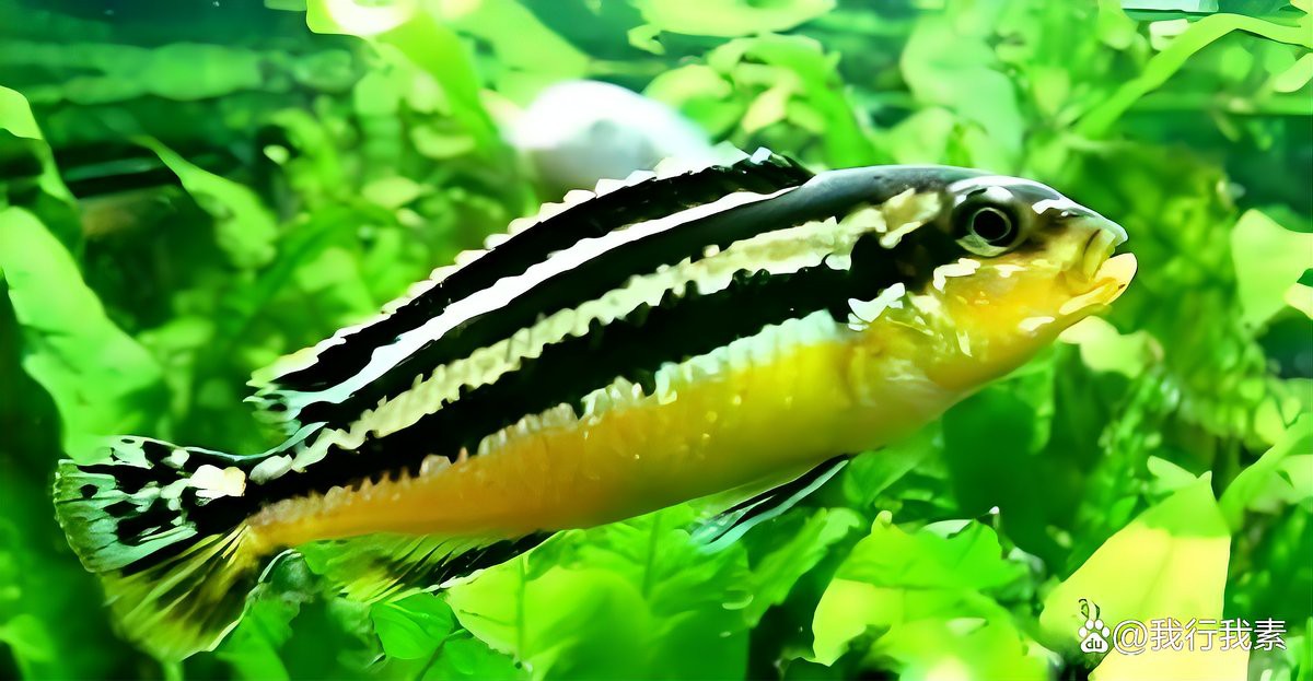 曼龍魚和三湖慈鯛混養(yǎng)