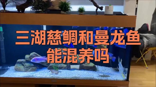 曼龍魚和三湖慈鯛混養(yǎng)