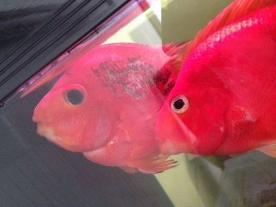 天寧區天寧曾氏寵物用品店（天寧寵物狗店）