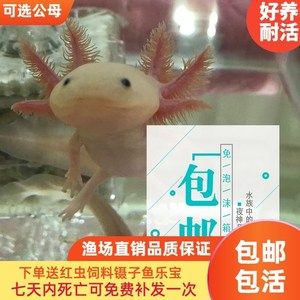 六角恐龍魚吃啥飼料:六角恐龍魚飼料及牌子 龍魚百科 第4張 六角恐龍魚吃啥飼料:六角恐龍魚飼料及牌子 六角恐龍魚吃啥飼料:六角恐龍魚飼料及牌子 龍魚百科 第4張
