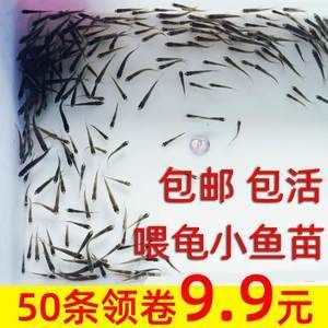 龍魚可以吃小魚苗的魚糧，飼養龍魚時需要考慮到的因素：龍魚可不可以吃小魚苗的魚糧，飼養龍魚時需要考慮到的因素