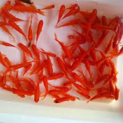 龍魚可以吃小魚苗的魚糧，飼養龍魚時需要考慮到的因素：龍魚可不可以吃小魚苗的魚糧，飼養龍魚時需要考慮到的因素