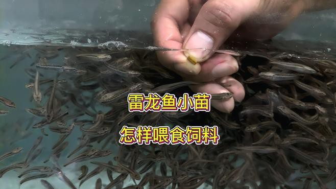 人工繁殖巴卡雷龍魚怎么養殖