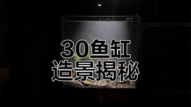 人工繁殖巴卡雷龍魚怎么養殖