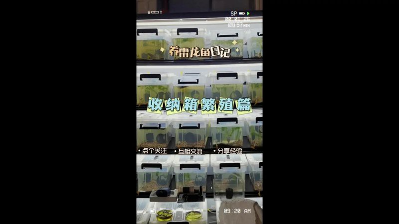 人工繁殖巴卡雷龍魚怎么養殖