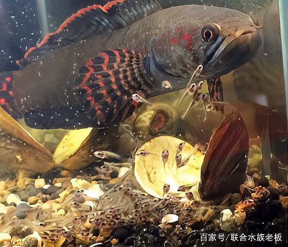 人工繁殖巴卡雷龍魚怎么養殖