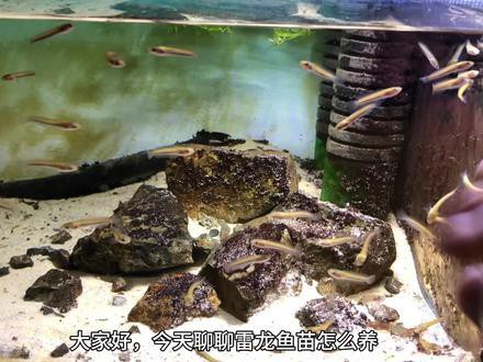 人工繁殖巴卡雷龍魚怎么養殖