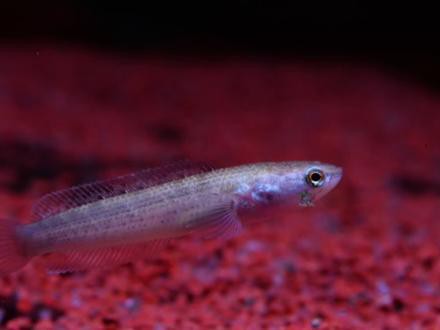 人工繁殖巴卡雷龍魚怎么養殖