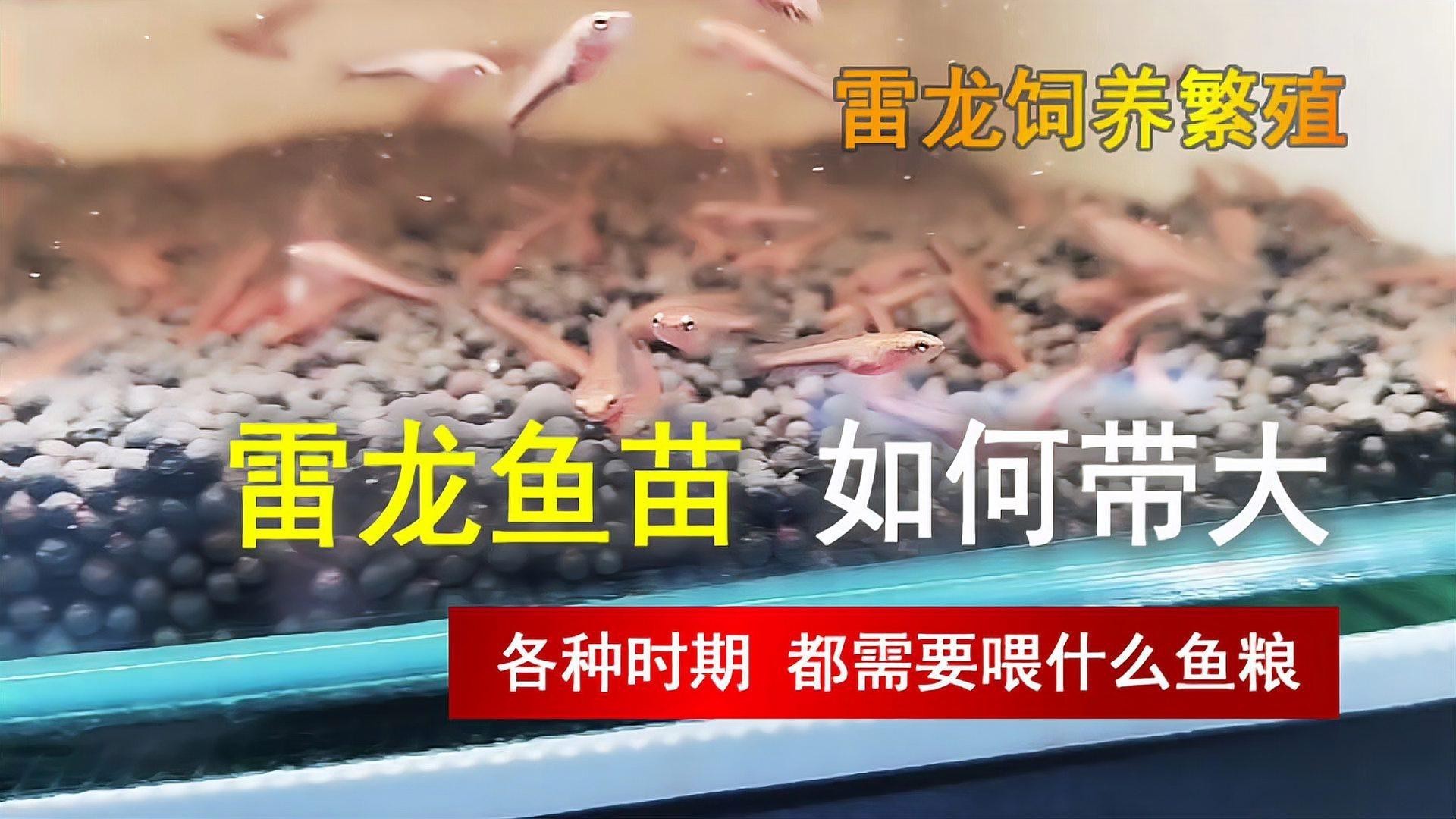 人工繁殖巴卡雷龍魚怎么養殖