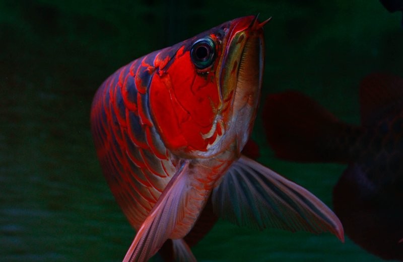龍魚養(yǎng)殖需要什么樣的水質？