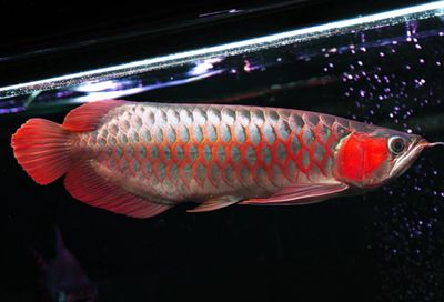龍魚怎么喂凍的蝦：喂食龍魚凍蝦時，需要注意以下幾點