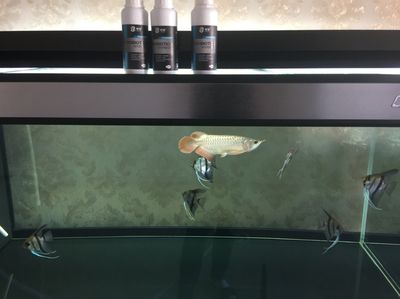 養龍魚養水多長時間換水：養龍魚的換水頻率不固定，具體時間隔取決于多種因素