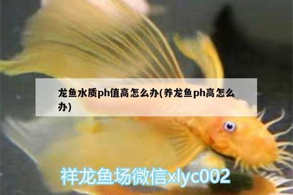 養龍魚ph高怎么辦：養龍魚ph值過高怎么辦