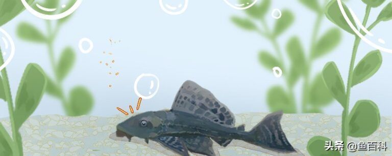 金龍魚的魚缸應(yīng)該放什么魚清理魚缸垃圾，如何選擇適合金龍魚的清潔魚