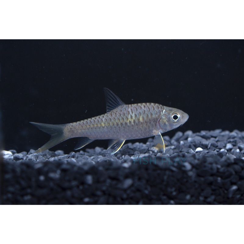 馬來西亞忘不了魚學(xué)名，馬來西亞忘不了魚