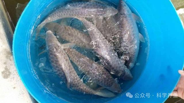 馬來西亞忘不了魚學(xué)名，馬來西亞忘不了魚