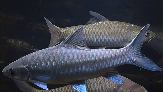 馬來西亞忘不了魚學名,馬來西亞忘不了魚 龍魚百科 第4張 馬來西亞忘不了魚學名,馬來西亞忘不了魚 馬來西亞忘不了魚學名,馬來西亞忘不了魚 龍魚百科 第4張