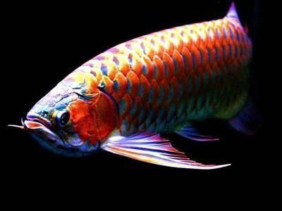 龍魚喂魚肉可以嗎怎么喂（如何判斷龍魚的新鮮度） 龍魚喂魚肉可以嗎怎么喂（如何判斷龍魚的新鮮度） 龍魚百科 第2張