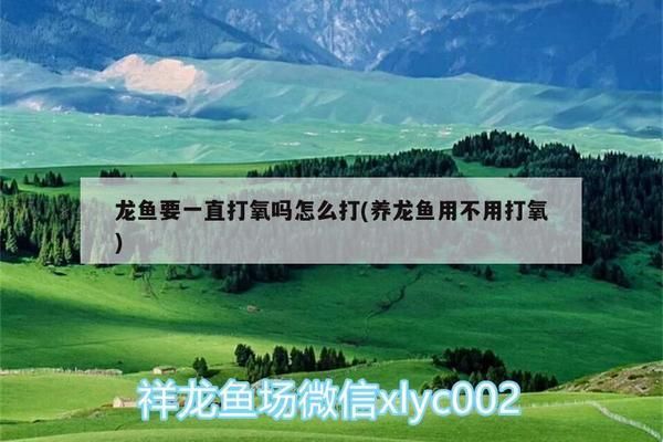 龍魚飼養(yǎng)技巧（龍魚的飼養(yǎng)技巧）