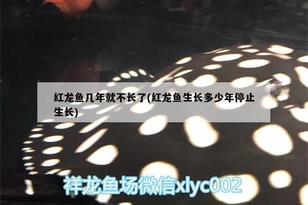龍魚飼養(yǎng)技巧（龍魚的飼養(yǎng)技巧）