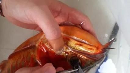 龍魚做眼睛手術能吃嗎：龍魚手術后掉眼怎么辦？
